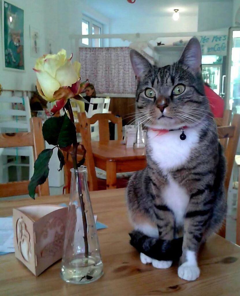 Pee Pee's Katzencafé in Berlin
