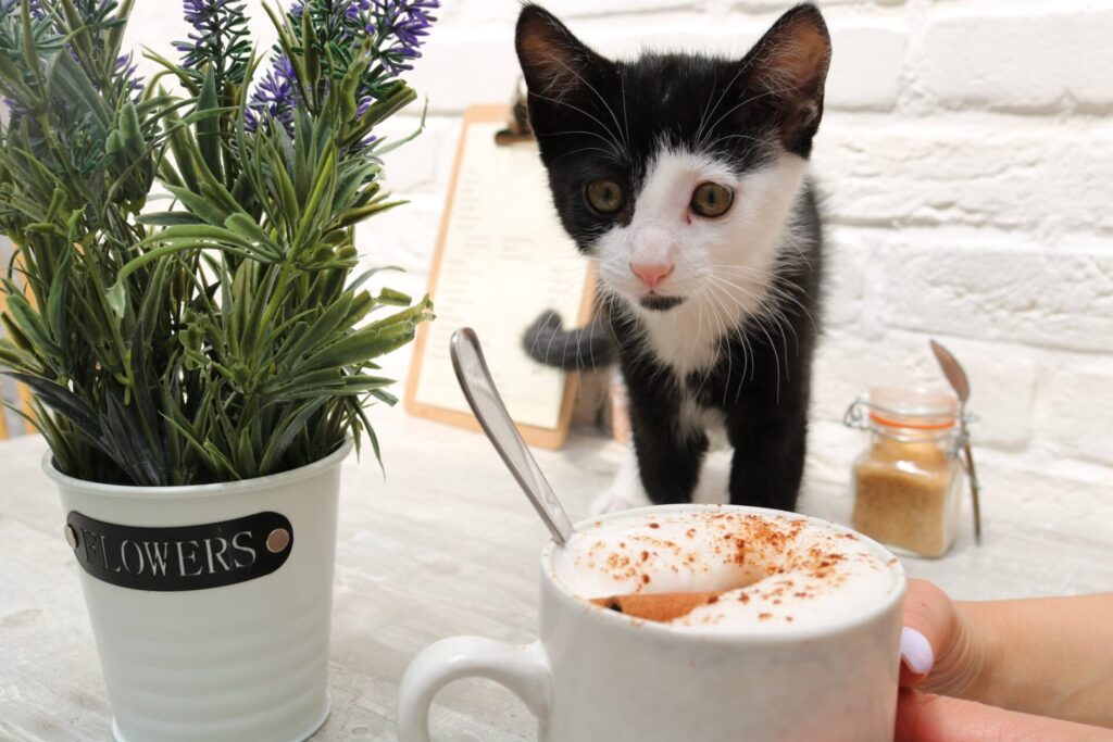 Pluk cats and coffee