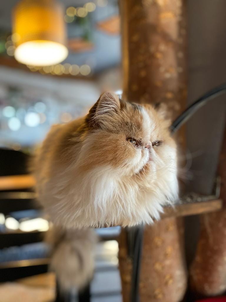 The Coffee Cat