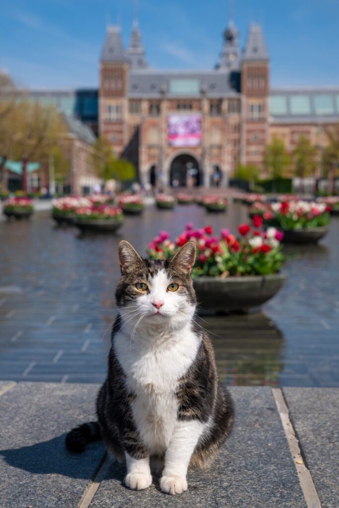 Dutch cat names