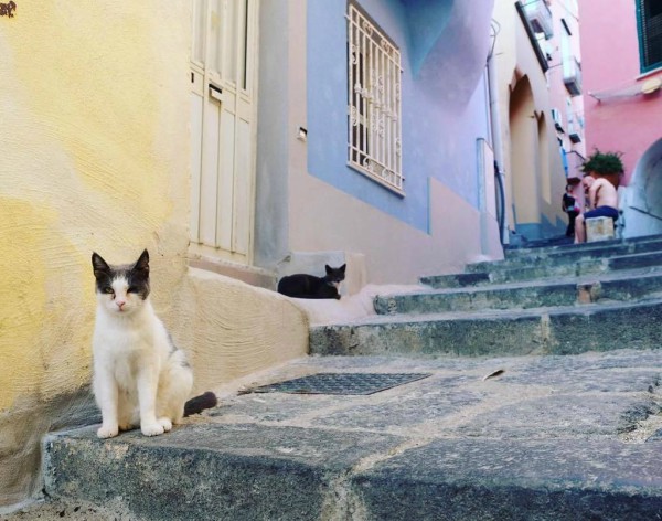 cats of the world