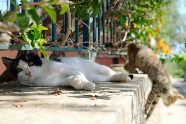cats of the world