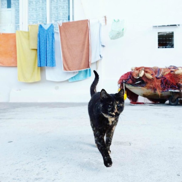 procida cats