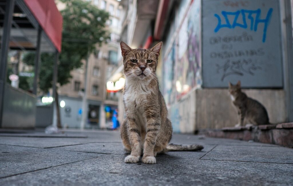 Romanian cat names