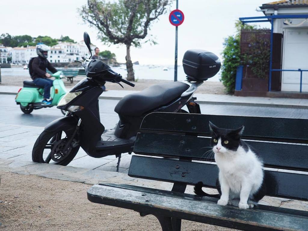Cadaqués cats