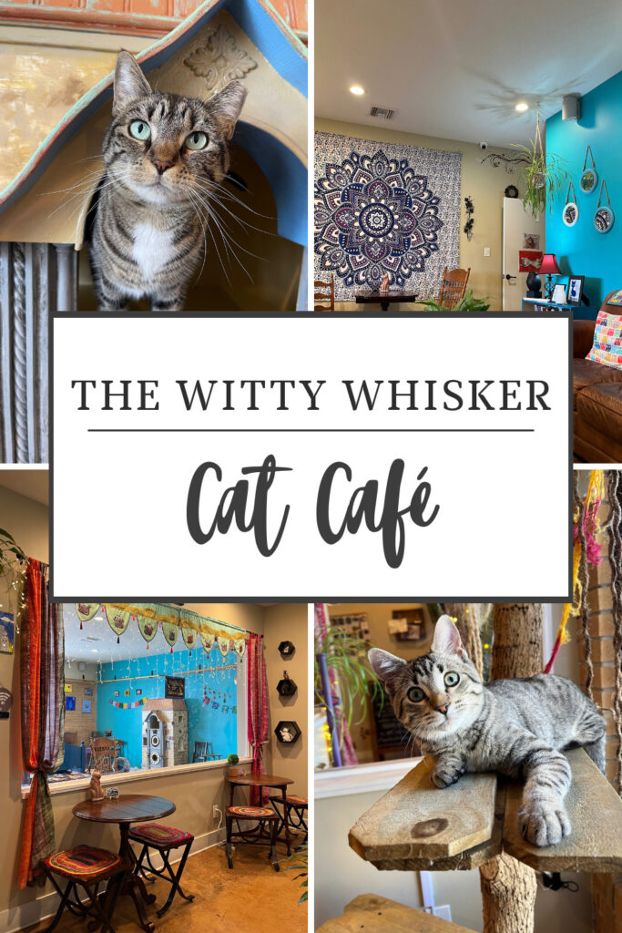 cat café Florida