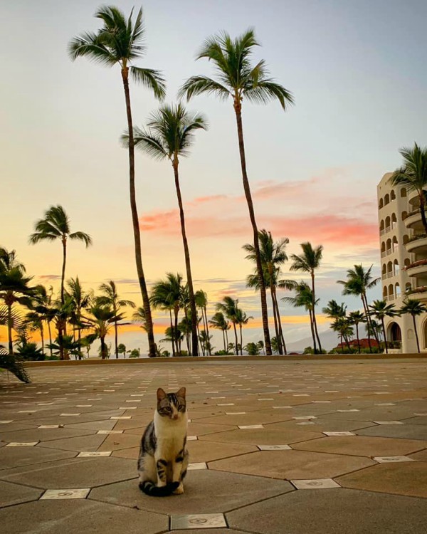 Fairmont Kea Lani Maui