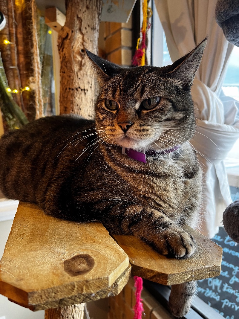 Stella the cat from Witty Whisker Cat Café