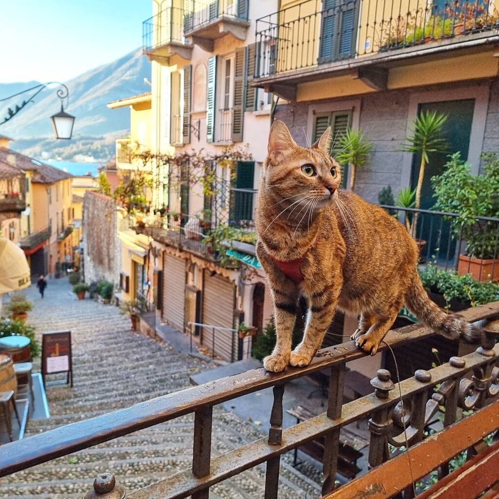 Nala in Bellagio Italy