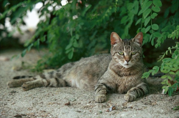 cats madrid