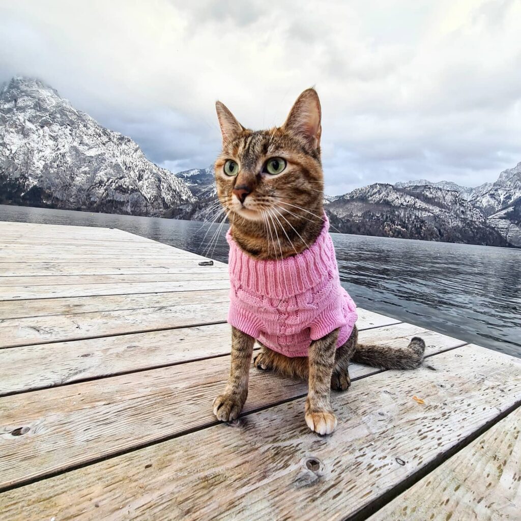 Nala in Gmunden Austria