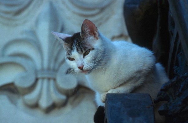 madrid cats