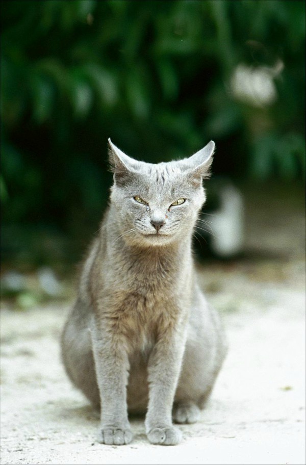 madrid retiro cats