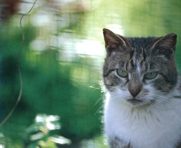 Cats of Torcello, Italy