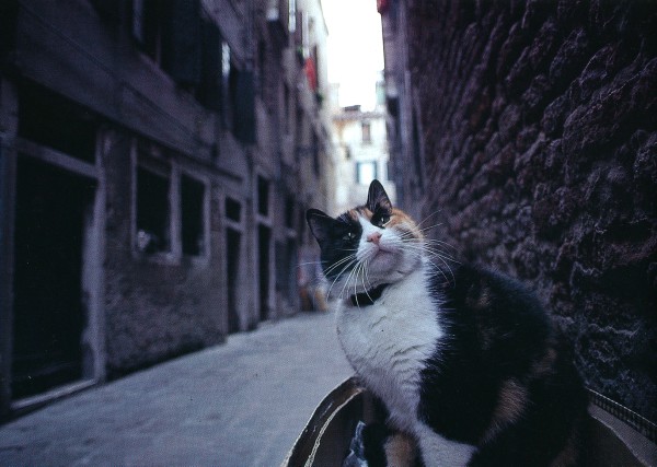 Cats of Torcello, Italy