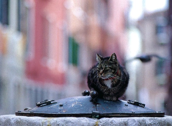 Cats of Torcello, Italy
