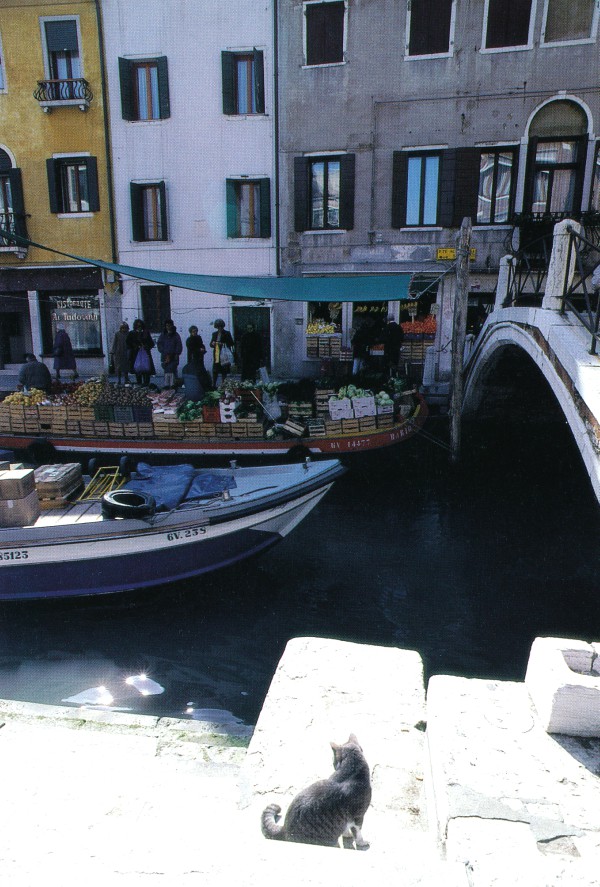 Cats of Torcello, Italy