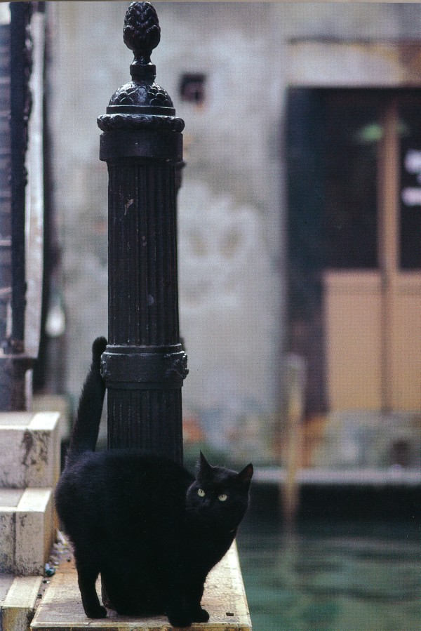 Cats of Torcello, Italy