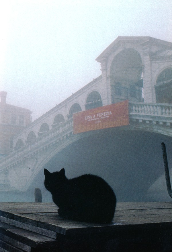 Cats of Torcello, Italy