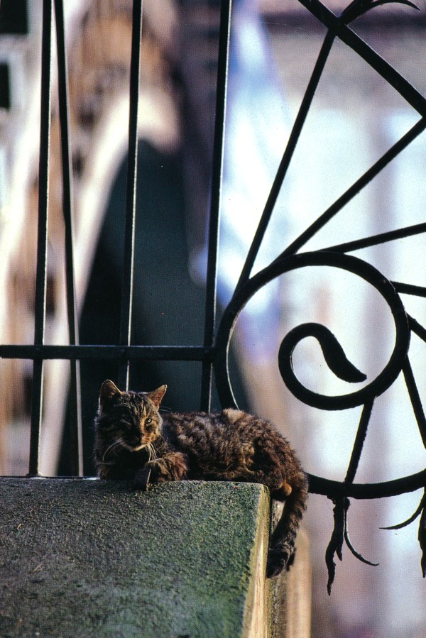 Cats of Torcello, Italy