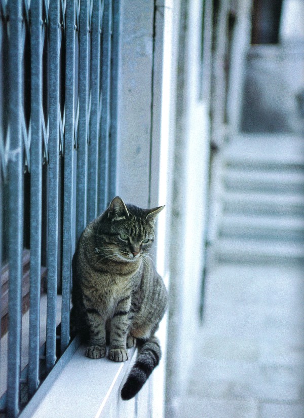 Cats of Torcello, Italy
