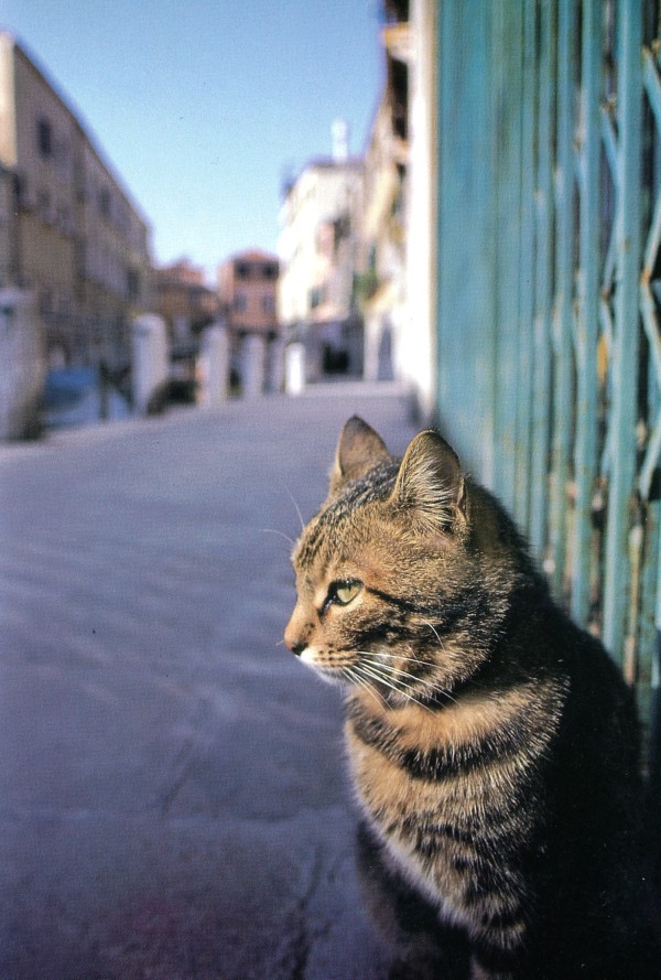 Cats of Torcello, Italy