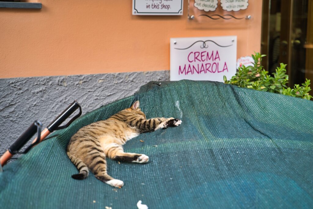 Manarola cat