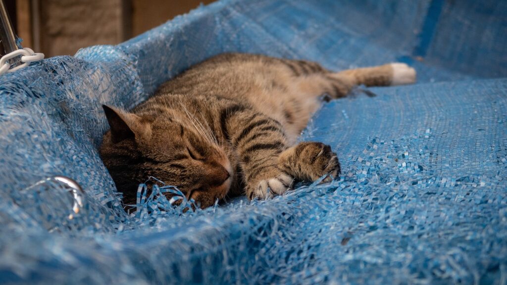 Manarola cat