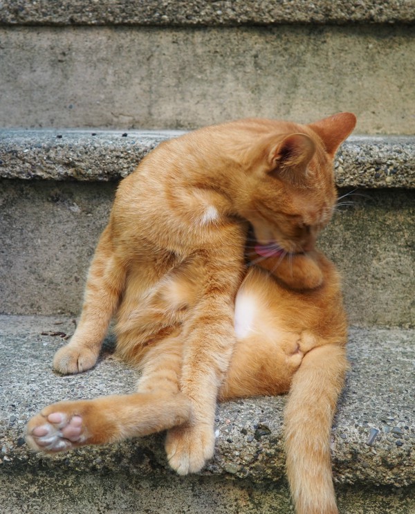 Manarola ginger cats