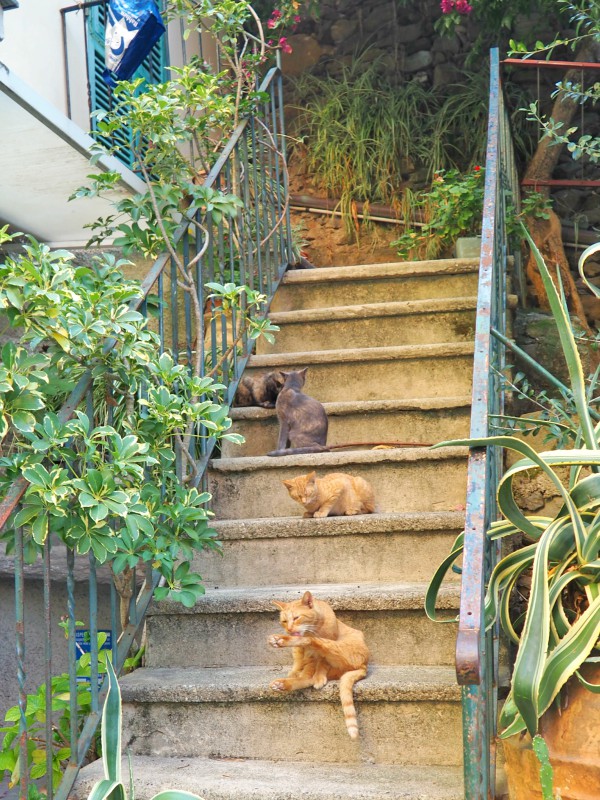 Manarola stairs