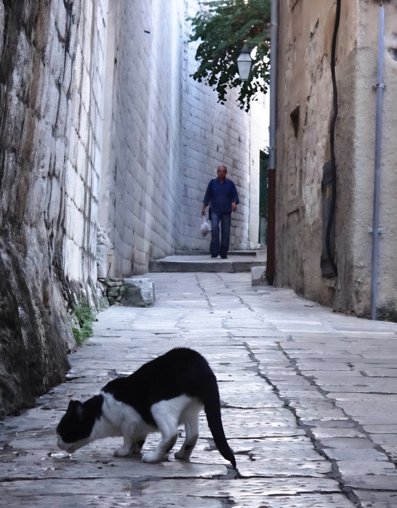 Dubrovnik alley cat