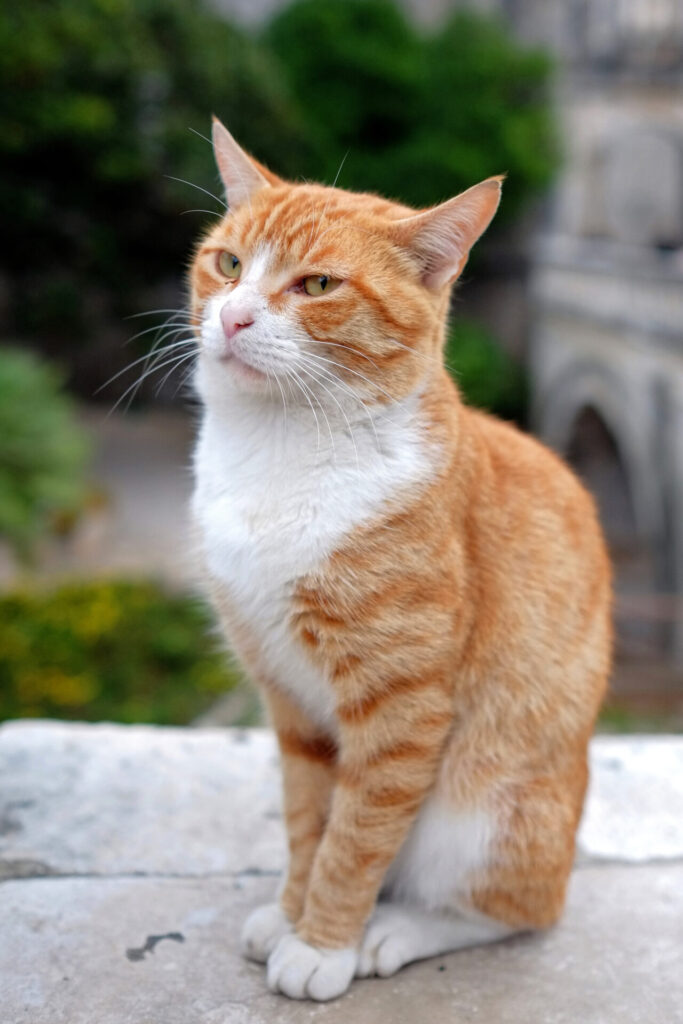 ginger cat in Dubrovnik