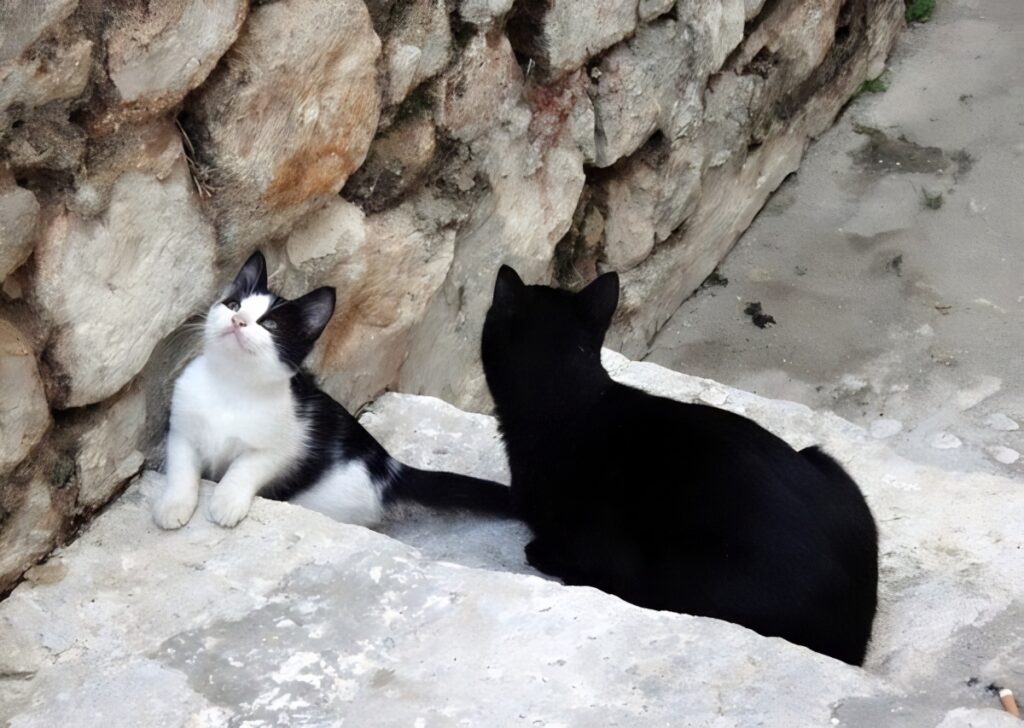 kittens of Dubrovnik