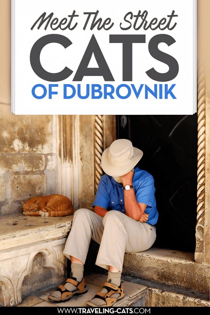 street cats of Dubrovnik