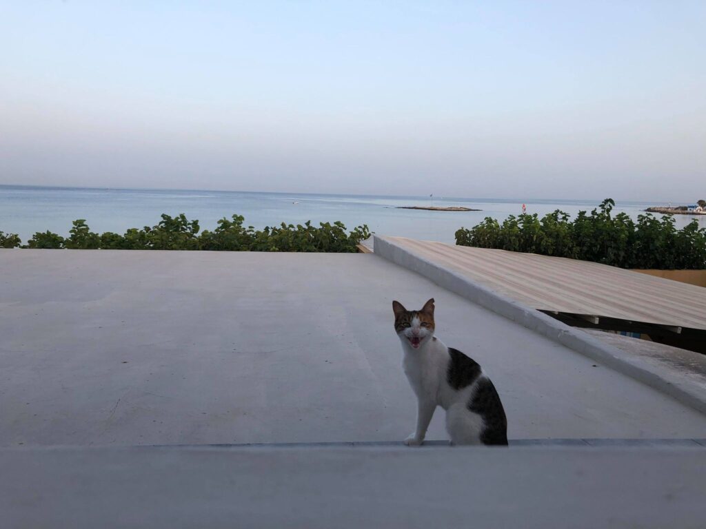 Faliraki Rhodes cats
