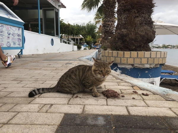 Kalithea Cats Rhodes