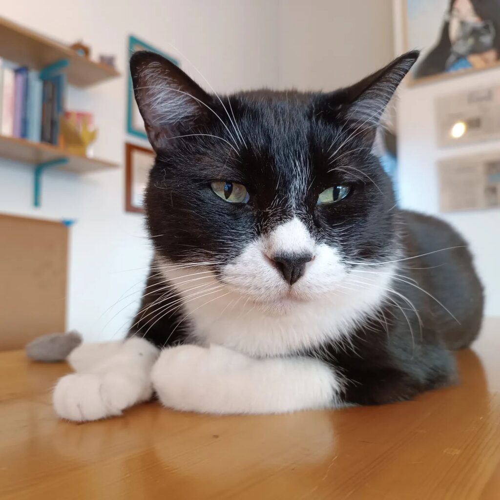 Ciancioso cat