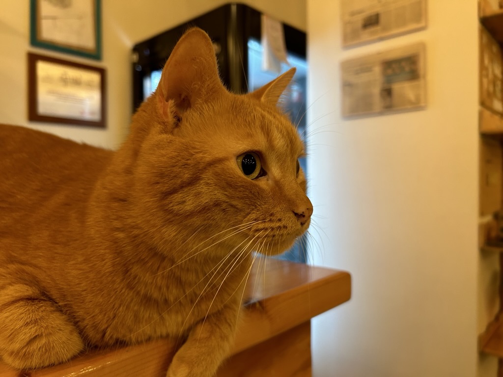 Procolo gatto
