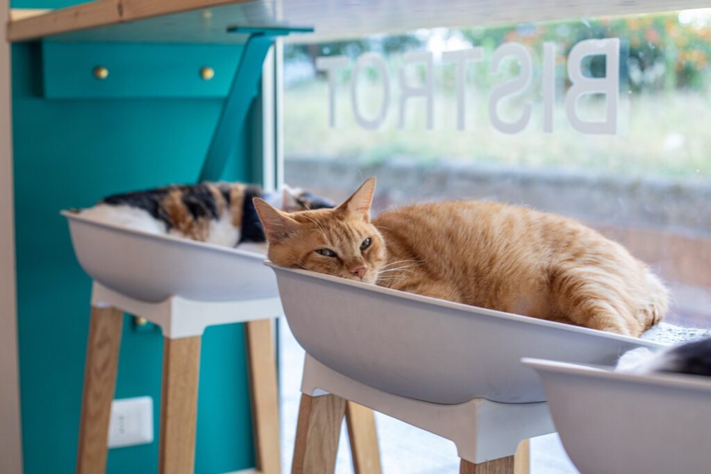 sleeping cats in the cat café