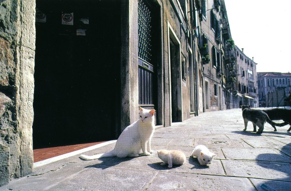 Stray cats of Venice, Italy