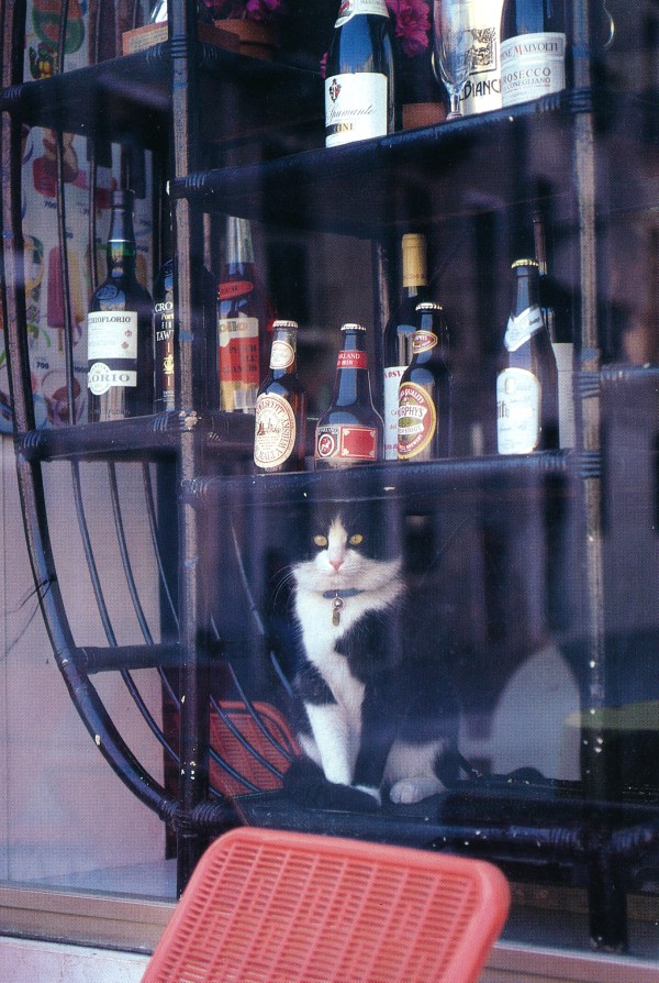 Liquor store cat of Venice