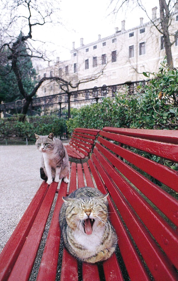 Stray cats of Venice, Italy