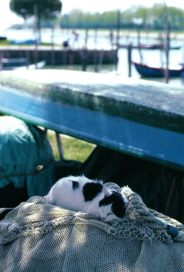 Stray cat of Venice, Italy