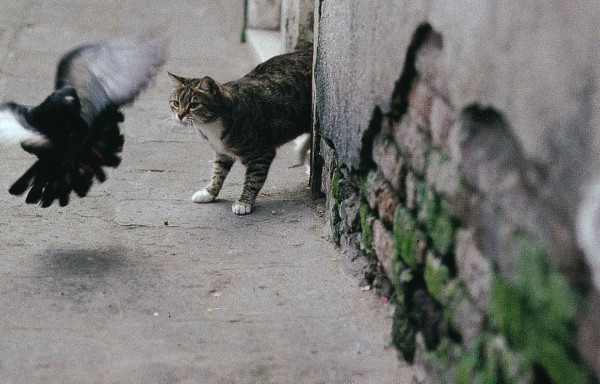 Stray cats of Venice, Italy