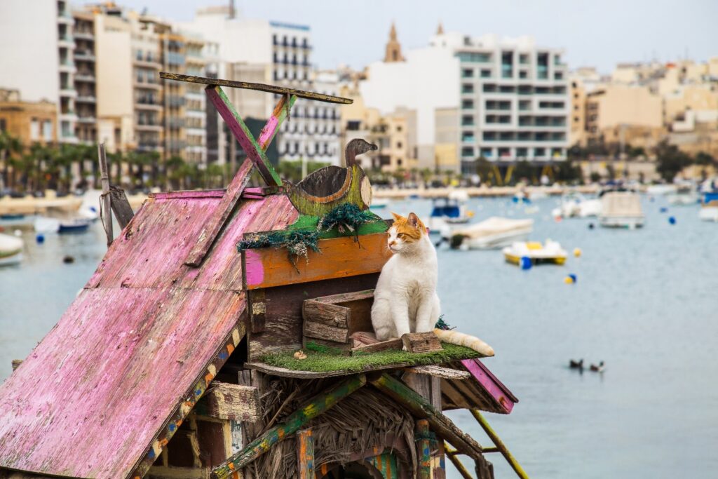 cat in Sliema Malta
