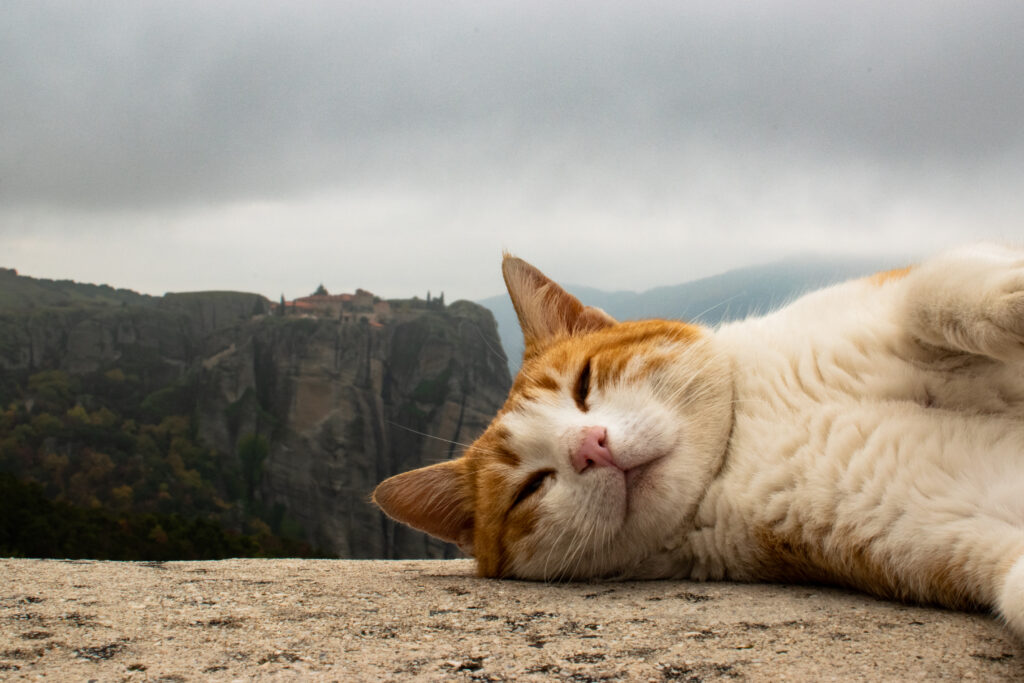 Meteora Greece cats
