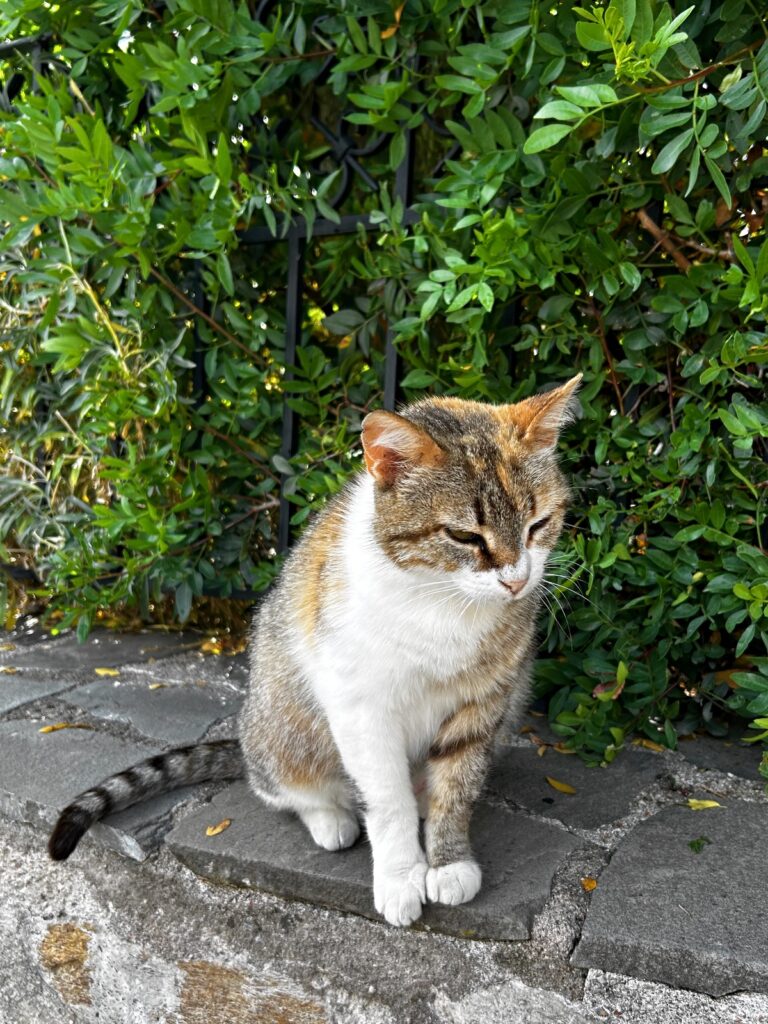 St. Stephen cat