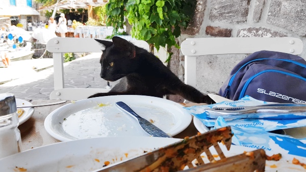 cat stealing food