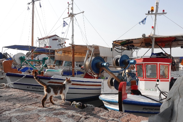 Skala Sykaminia fishing boats