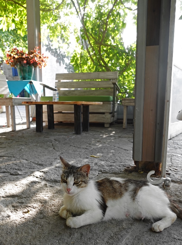 Skala Sykaminia tavernas